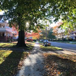 Road amidst trees during autumn