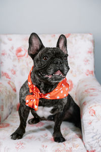 Portrait of french bulldog sitting on armchair