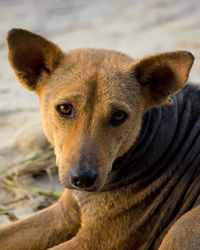 Close-up portrait of dog