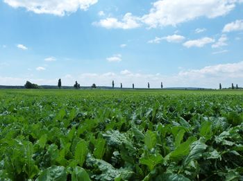 Scenic view of field against sky