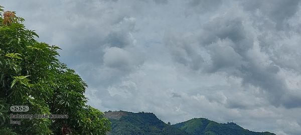 Low angle view of trees against sky