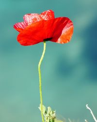 Close-up of red poppy flower