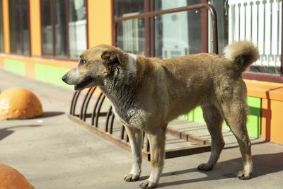 Stray dog near grocery store. dog on street. pet is looking for host in city.