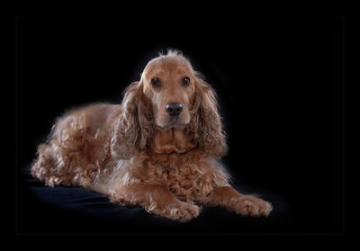 Portrait of dog sitting against black background
