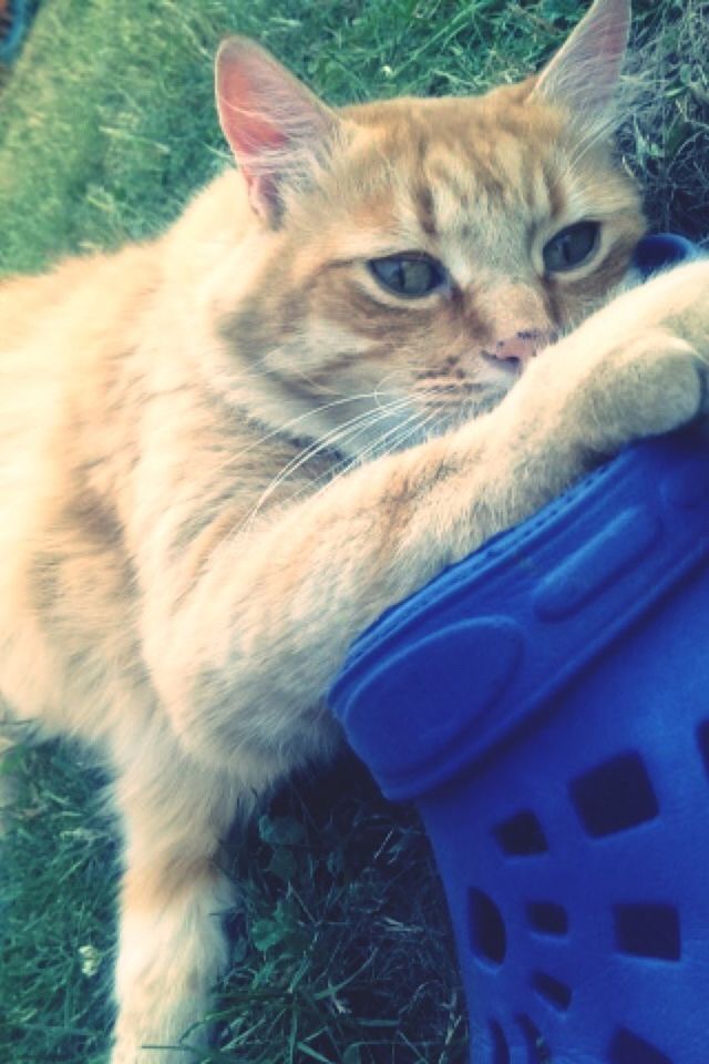 domestic cat, one animal, pets, domestic animals, animal themes, cat, feline, mammal, whisker, grass, relaxation, close-up, looking at camera, portrait, sitting, animal head, alertness, no people, high angle view