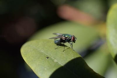 Close-up of fly on leaf