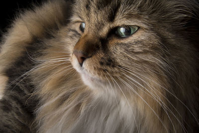 Close-up of a cat looking away