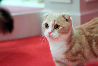 Close-up portrait of kitten