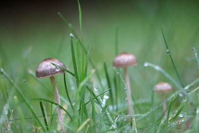 Close-up of snail on wet grass