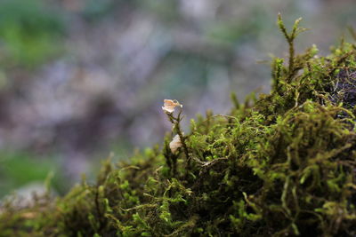 Close-up of mushroom growing on field