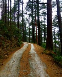 Empty road along trees in forest