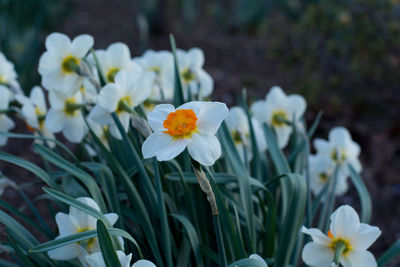 Close-up of white flowering plant