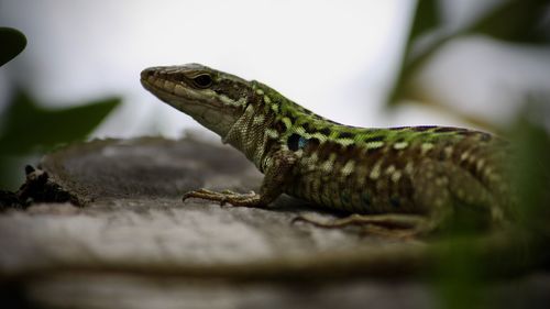 Close-up of a lizard