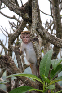 Low angle view of monkey sitting on tree