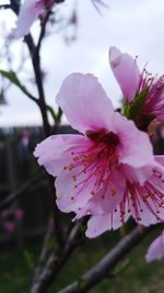 Close-up of pink flowers