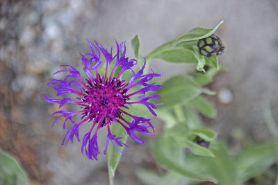 Close-up of purple flowering plant