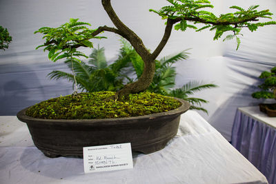 bonsai