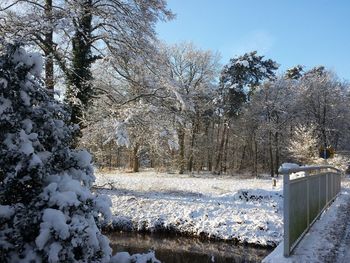 Trees on snow covered landscape