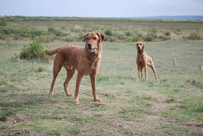 Brown dogs standing on land