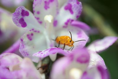 Close-up of insect on purple flower