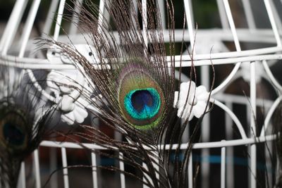 Close-up of peacock