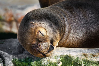 Close-up of an animal sleeping on rock