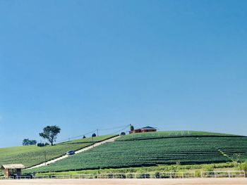 Scenic view of agricultural field against clear blue sky