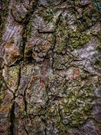 Trees in the forest