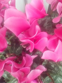 Close-up of pink roses