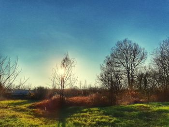 Trees on field against blue sky