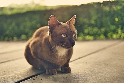 Close-up of a cat looking away