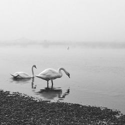 Bird flying over calm lake