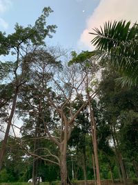 Low angle view of trees in forest against sky