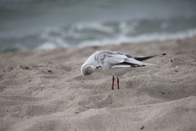 Seagull perching on a beach