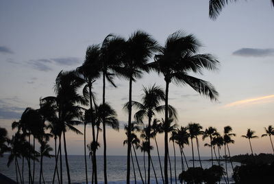 Silhouette palm trees on beach against sky during sunset