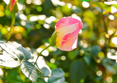 Close-up of pink flower growing on tree