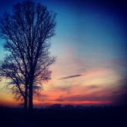 Silhouette of bare trees at sunset