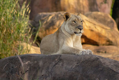 View of lion sitting on rock