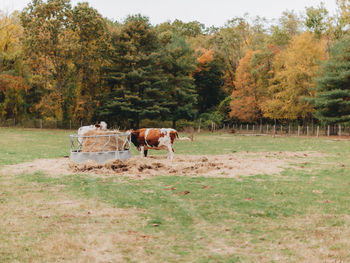 Cows in field