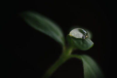 Close-up of insect on plant at night