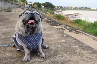 Close-up of dog sitting in a city