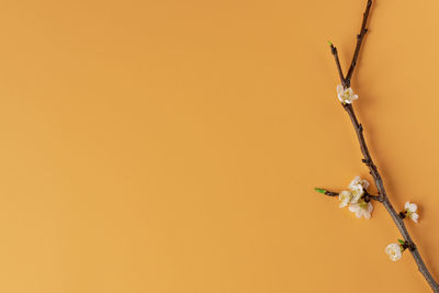 Close-up of flowering plant against orange sky