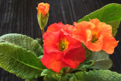 Close-up of red flowers