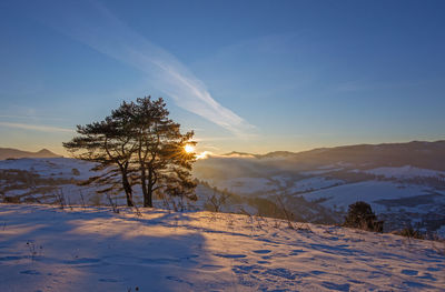 Trees on snow covered field against sky