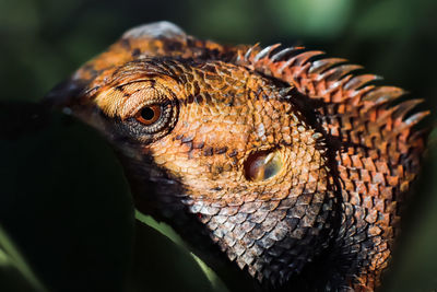 Close-up of lizard