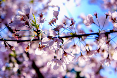 Low angle view of cherry blossoms in spring