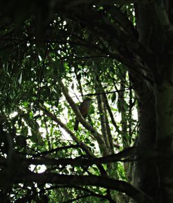 Low angle view of bird perching on a tree