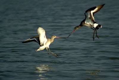 Seagulls flying over sea