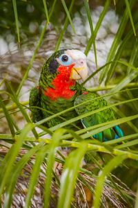 Close up of parrot