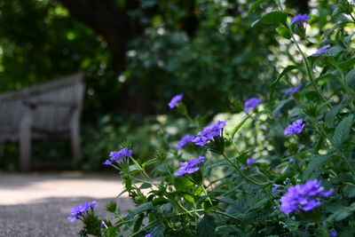 Close-up of purple flowering plants